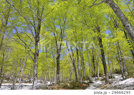 新緑のブナ林 29666295