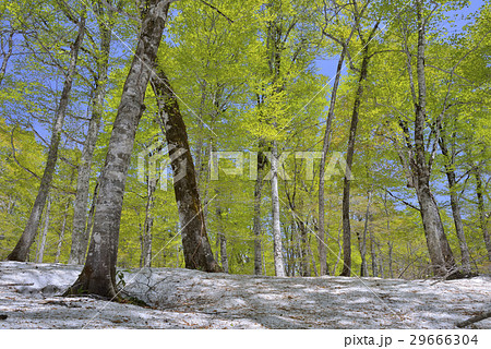 新緑のブナ林 新緑のブナ林 29666304