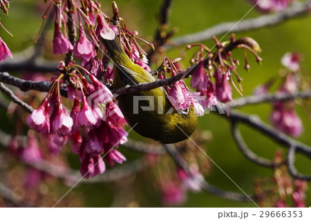 寒緋桜とメジロ 29666353