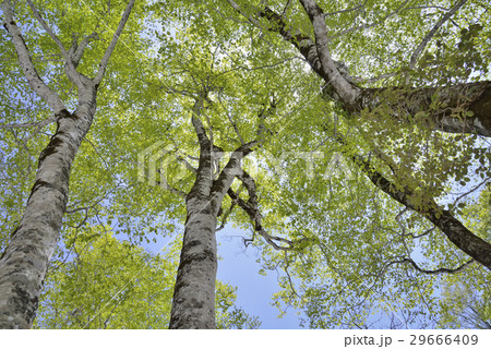 新緑のブナ 新緑のブナ 29666409