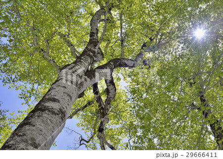 新緑のブナ 29666411