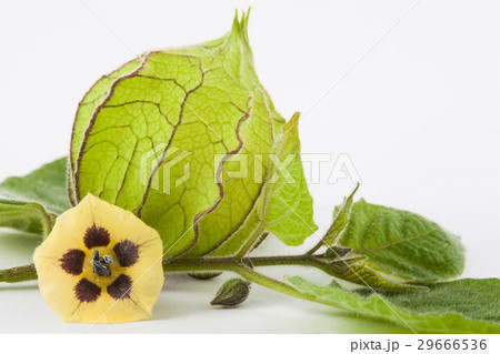 Cape gooseberry flower and calyx 29666536