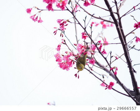 桜 さくら サクラ 29666557