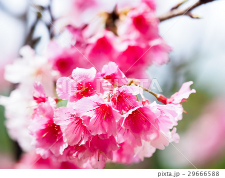 桜 さくら サクラ 29666588