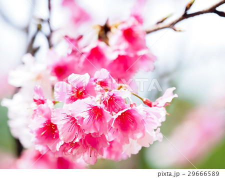桜 さくら サクラ 29666589