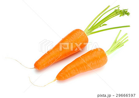 農耕 農業 製造 29666597