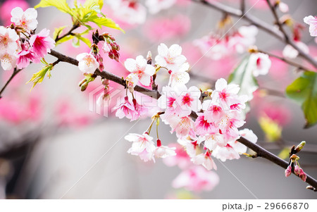桜 さくら サクラ 29666870