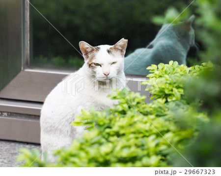 猫 ねこ ネコ 29667323