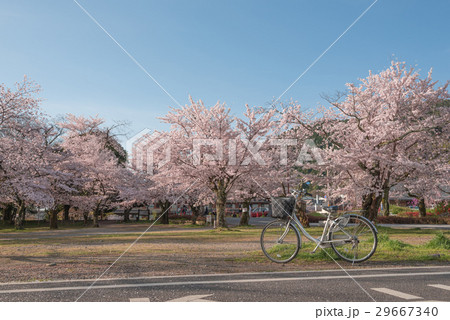 Japanese spring scenic with cherry blossom Kyoto. 29667340