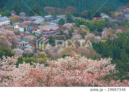 Cherry blossom on Yoshinoyama, Nara, Japan 29667346
