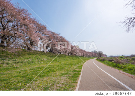 Japanese spring scenic with cherry blossom. 29667347