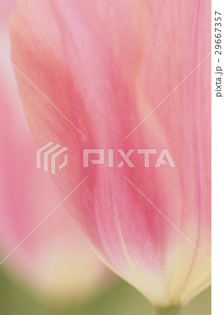 曲線美の花弁 29667357