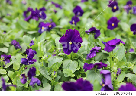 Pansies green flowerbed macro close up 29667648