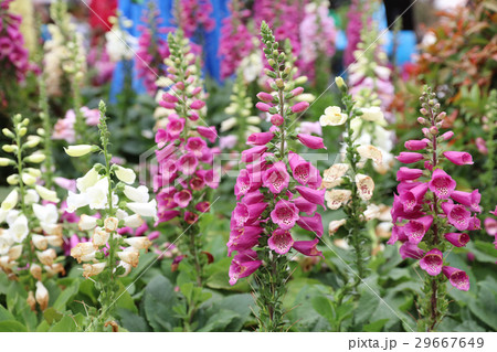 flower - Canterbury Bells at flower show 29667649