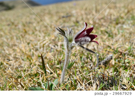 オキナグサ オキナグサ 29667929