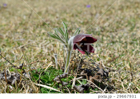 オキナグサ オキナグサ 29667931