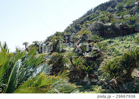 ソテツ自生地 ソテツ自生地 29667936