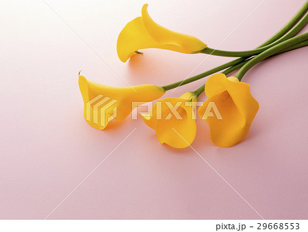 黄色いカラー 29668553