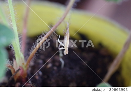 カマキリの子の脱皮 29668998
