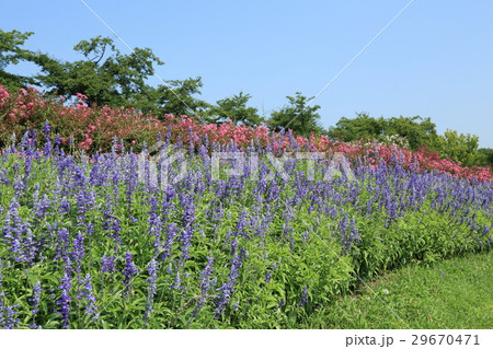 夏の花　サルビアファリナセア 29670471