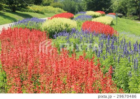 夏の花　サルビア 29670486