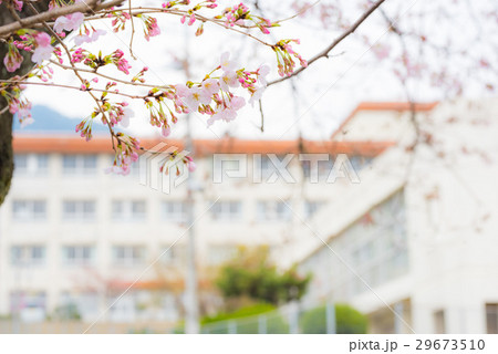 桜と学校 29673510