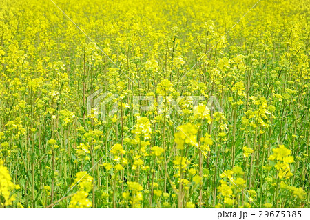 奈良・藤原京・菜の花畑3 奈良・藤原京・菜の花畑3 29675385