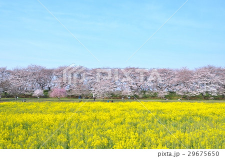 権現堂堤の桜と菜の花 29675650