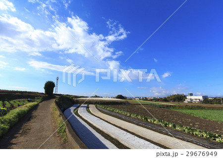 冬晴れの畑 29676949