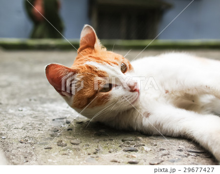 猫 ねこ ネコ 29677427