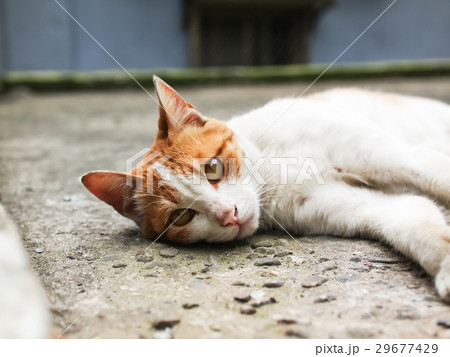 猫 ねこ ネコ 29677429