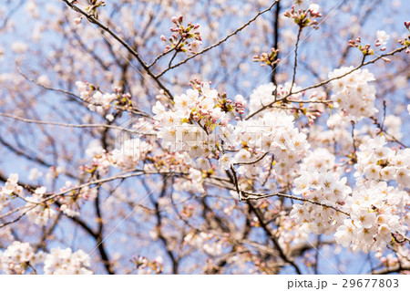 季節外れの美/Flowering Cherry Tree 29677803