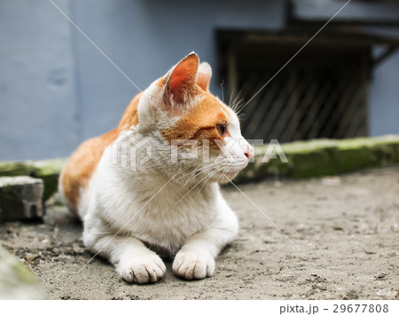 猫 ねこ ネコ 29677808