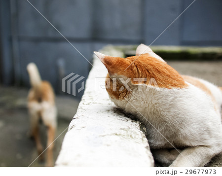 猫 ねこ ネコ 29677973