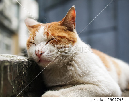 猫 ねこ ネコ 29677984
