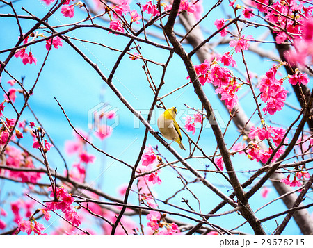 桜 さくら サクラ 29678215