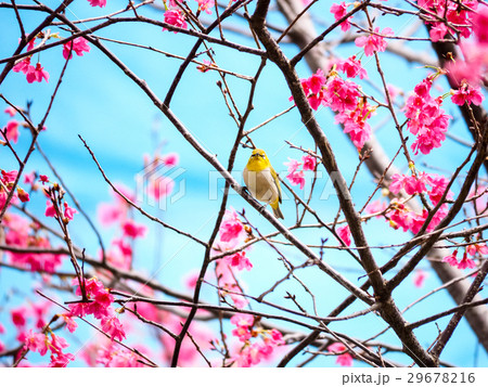 桜 さくら サクラ 29678216