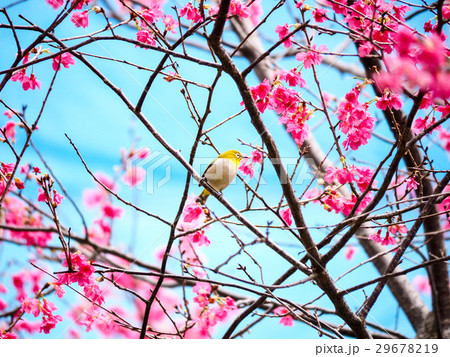 桜 さくら サクラ 29678219