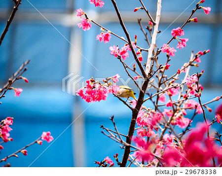 桜 さくら サクラ 29678338