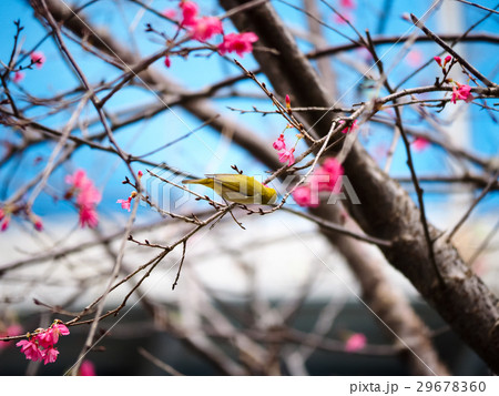 桜 さくら サクラ 29678360