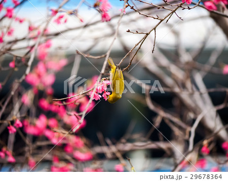 桜 さくら サクラ 29678364