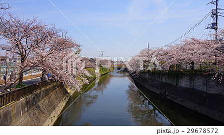 川辺の桜並木 川辺の桜並木 29678572