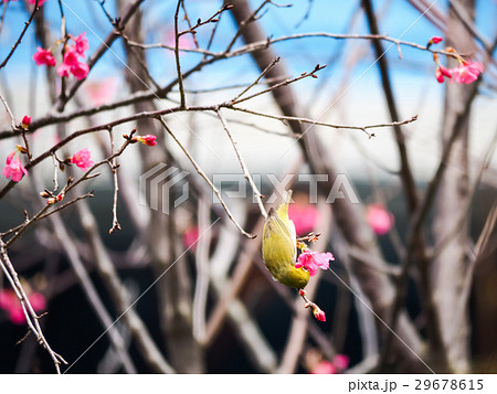 桜 さくら サクラ 29678615