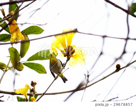 木 ツリー 樹 29678857