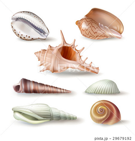 Set of vector illustrations seashells of various 29679192