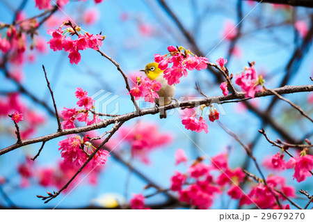 桜 さくら サクラ 29679270
