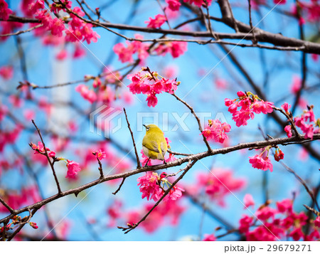 桜 さくら サクラ 29679271
