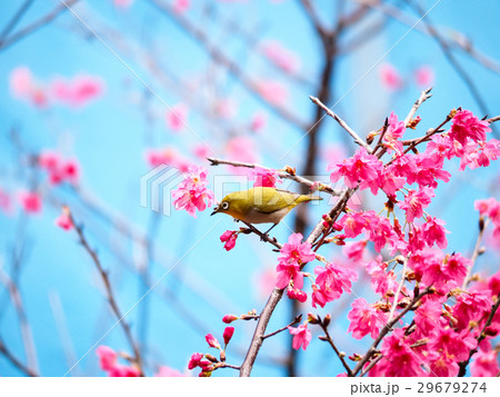 桜 さくら サクラ 29679274