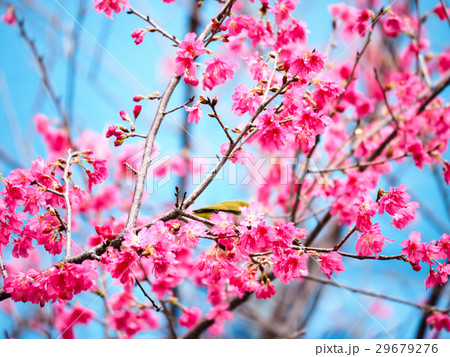桜 さくら サクラ 29679276
