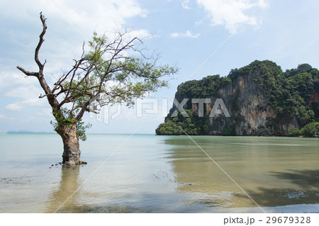 Tree in the sea Tree in the sea 29679328